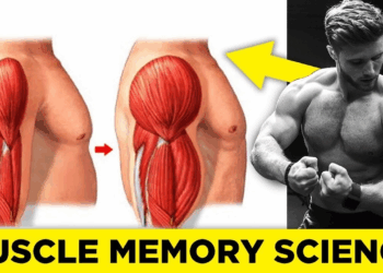 Understanding Muscle Memory: Why Your Gains Aren’t Gone Forever