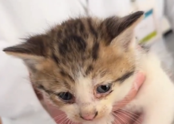 Tiny Kitten Found Alone on the Side of the Road