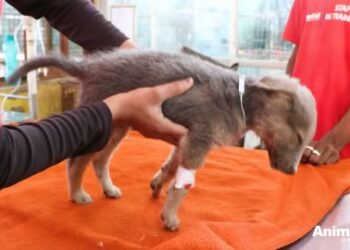 5 Miraculous Steps: How One Tiny Puppy Survived a Devastating Head Injury