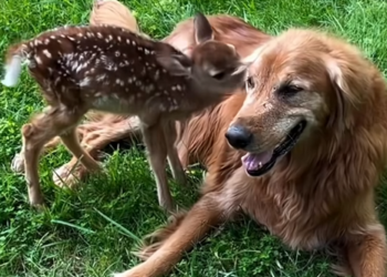 Baby Deer Rescued After Becoming Frightened Near the Road
