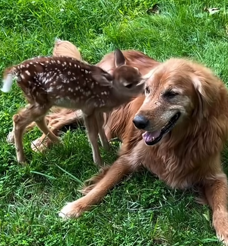 Baby Deer Rescued After Becoming Frightened Near the Road