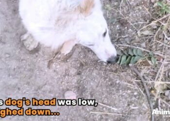 5 Miraculous Steps: How Street Dog Rescue Changed One Life Forever