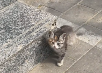 Newborn Kitten Rescued After Being Left Alone OutdoorsSubtitle