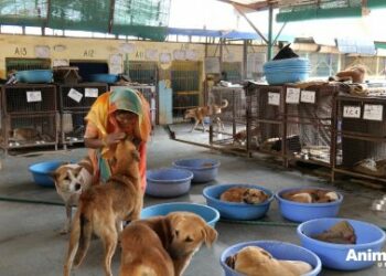 10 Heartwarming Reasons Why Street Dog Rescue Is A True Miracle
