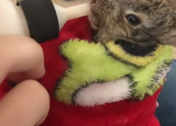 Woman Rescues Little Rabbit Trapped Under Debris