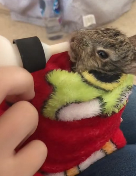 Woman Rescues Little Rabbit Trapped Under Debris