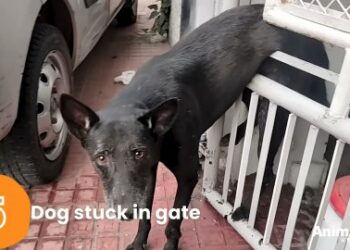 5 Powerful Stories of Animal Rescue Missions That Will Move You