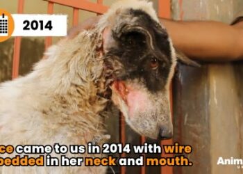5 Powerful Steps That Saved Grace: An Incredible Dog Rescue Story