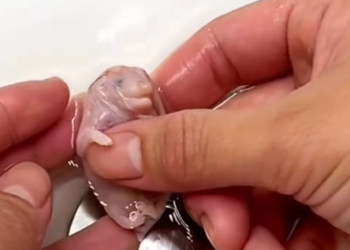 N2704008 — Baby Hedgehog Almost Suffocated During Its Difficult Ordeal
