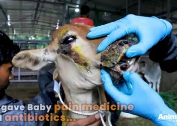5 Powerful Ways We Saved A Baby Calf After A Tragic Accident