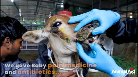 5 Powerful Ways We Saved A Baby Calf After A Tragic Accident