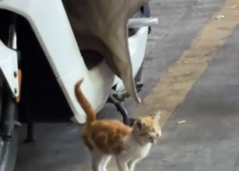 Kitten Was Abandoned On The Street