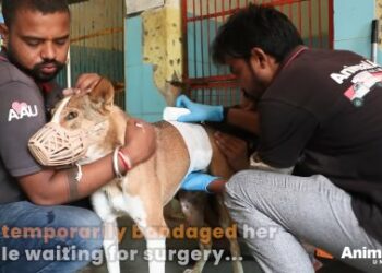 5 Miraculous Steps: How Tess the Dog Found Her Second Chance
