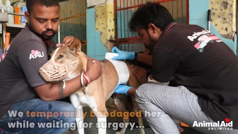 5 Miraculous Steps: How Tess the Dog Found Her Second Chance