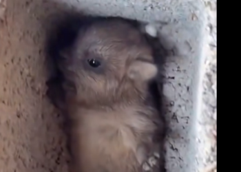 Found An Orphaned Little Animal Shivering Alone