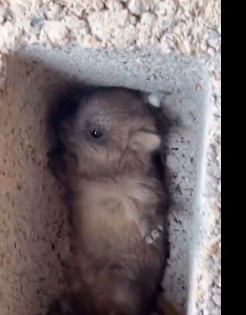Found An Orphaned Little Animal Shivering Alone