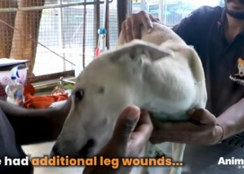5 Powerful Steps: Rescuing This Sweetheart From a Horrific Road Accident