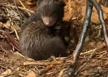 These Two Bear Cubs Got Separated From Their Mother