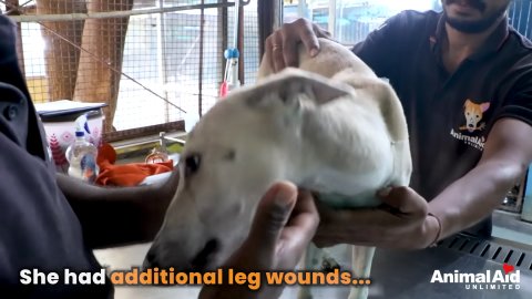 5 Powerful Steps: Rescuing This Sweetheart From a Horrific Road Accident