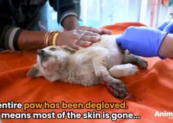 5 Powerful Steps: Rescuing A Puppy With A Devastating Paw Injury