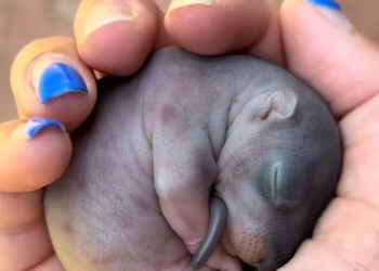 My Dog Caught Baby Squirrel Was About To…