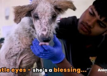 1 Amazing Rescue Journey: Saving Cassie from a Desperate State