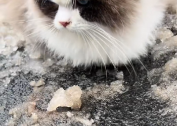 N2704002 — Abandoned Cat Found Shivering in the Snow