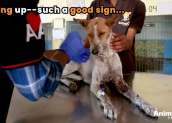 5 Powerful Steps: Rescuing Fawn from Near-Fatal Pain