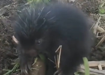 Found Little Guy In Field, Separated From…