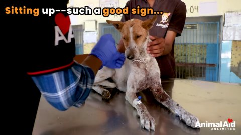 5 Powerful Steps: Rescuing Fawn from Near-Fatal Pain