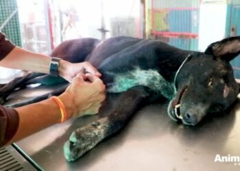 7 Miraculous Ways Animal Rescue Saves Vulnerable Lives Like Misty