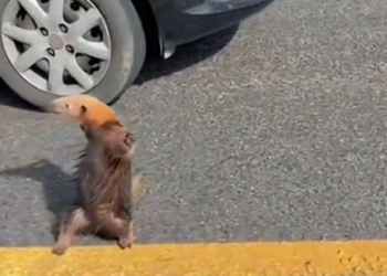 Found Little Guy Standing Helplessly In Middle…