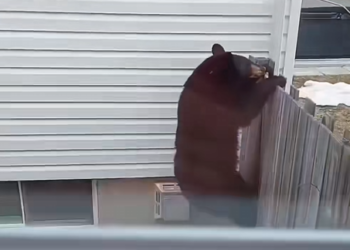 Careless Mother Bear Lost Her Two Cubs