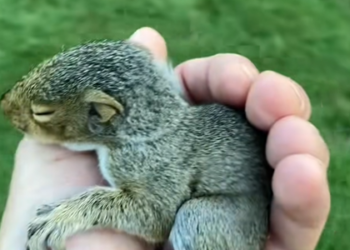 Found Baby Squirrel Crying On Ground In The…