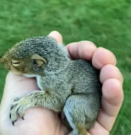 Found Baby Squirrel Crying On Ground In The…