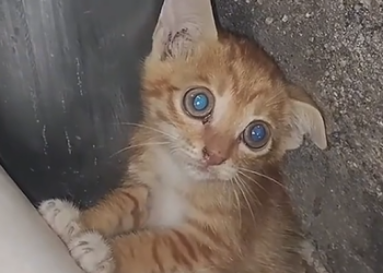 Found An Abandoned Kitten Curled Up In Corner