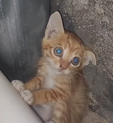 Found An Abandoned Kitten Curled Up In Corner