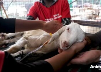 5 Miraculous Steps: Rescuing an Injured Kid Goat