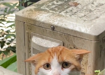 N2704003 — Stray Cat Rescued After a Terrifying Encounter