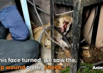 7 Heartbreaking Moments: Rescuing Cheeto from a Devastating Road Accident