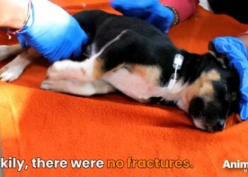 5 Heartbreaking Steps to Rescue a Struggling Little Puppy