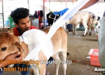 7 Miraculous Ways a Newborn Calf Found Hope After Abandonment