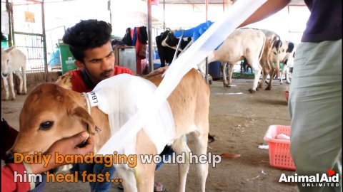 7 Miraculous Ways a Newborn Calf Found Hope After Abandonment