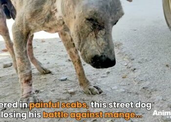 5 Miraculous Steps: How Petey the Dog Overcame Devastating Mange