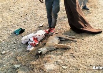 5 Powerful Steps to Healing a Critically Injured Street Dog