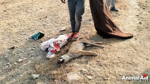5 Powerful Steps to Healing a Critically Injured Street Dog