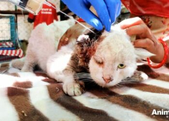 5 Miraculous Steps: Casper the Cat Makes a Shocking Recovery