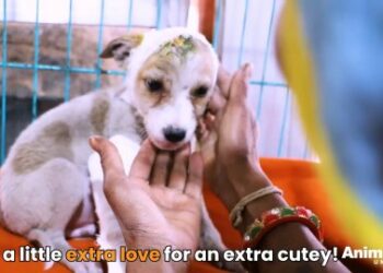 1 Amazing Recovery: Watch This Brave Puppy Defeat Death