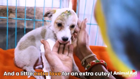 1 Amazing Recovery: Watch This Brave Puppy Defeat Death