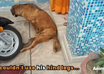 5 Powerful Steps That Saved This Injured Dog: A Miracle Rescue